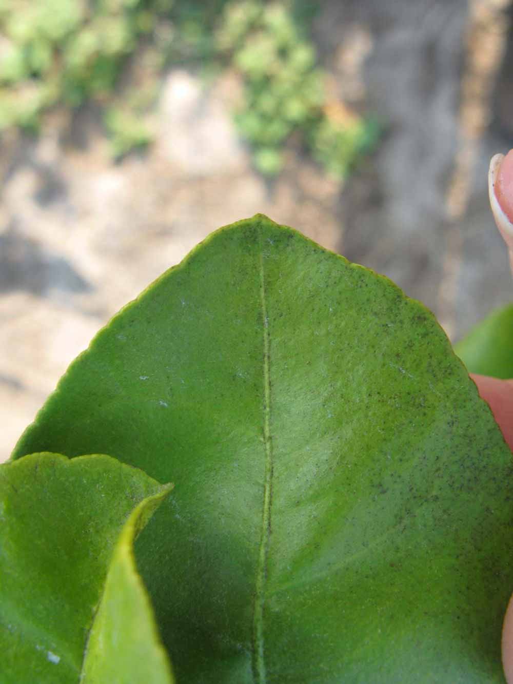            Margin (Succari, Winter Haven, FL)   